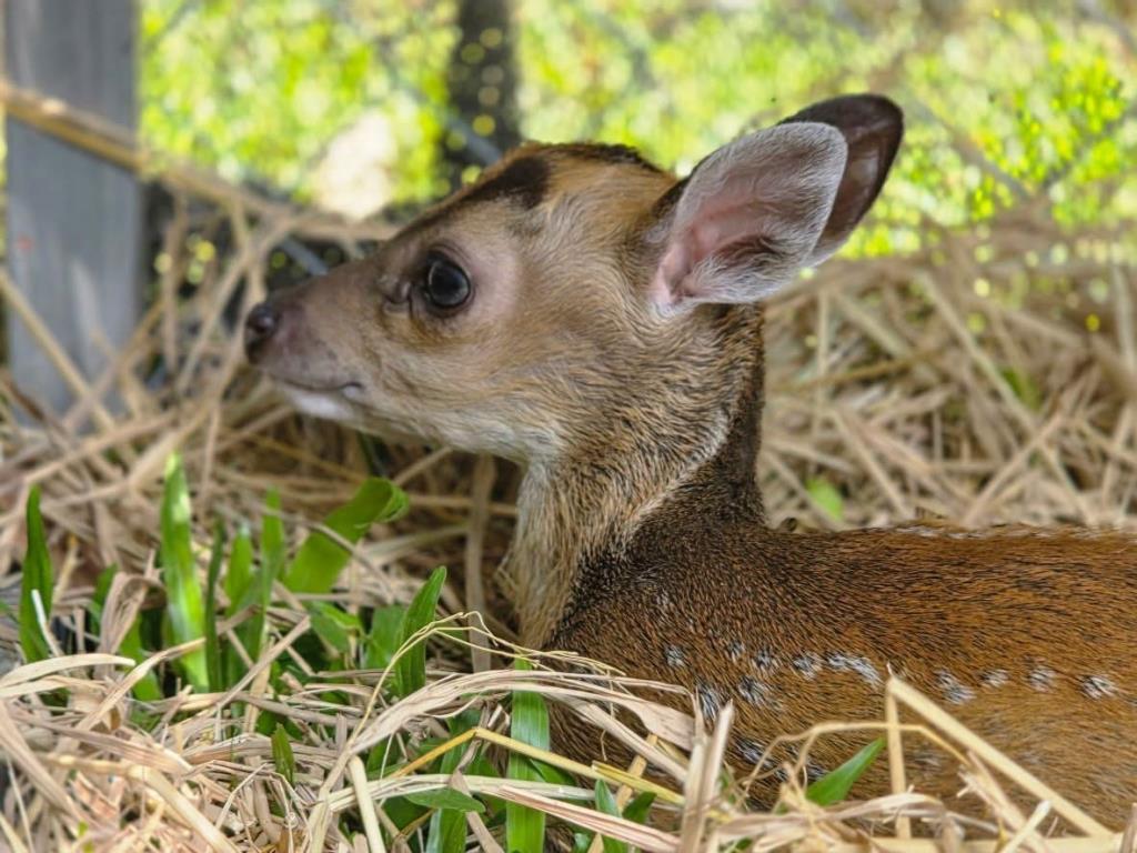 ภาพจากเพจ PR กรมอุทยานแห่งชาติ สัตว์ป่า และพันธุ์พืช