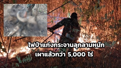 ไฟป่าแก่งกระจานลุกลามหนัก เผาแล้วกว่า 5,000 ไร่ พบซากกระทิงถูกยิง 2 ตัว คาดแก๊งลักลอบล่า วางเพลิงเผาป่า