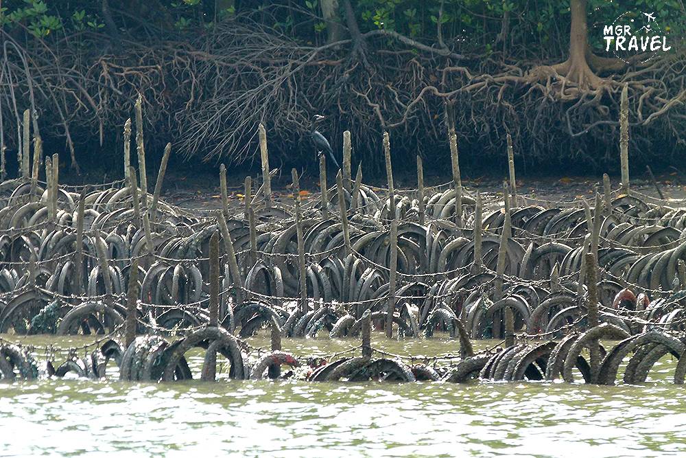 แหล่งเพาะเลี้ยงหอยนางรมจากยางล้อรถจัรยานยนต์ 