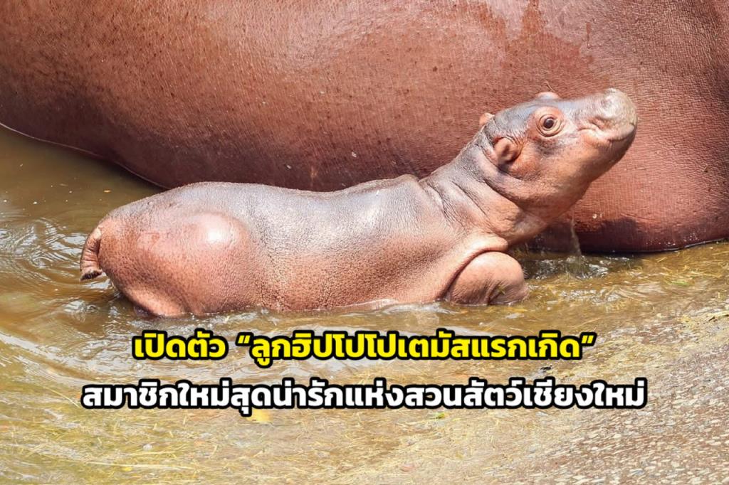 ภาพจากสวนสัตว์เชียงใหม่