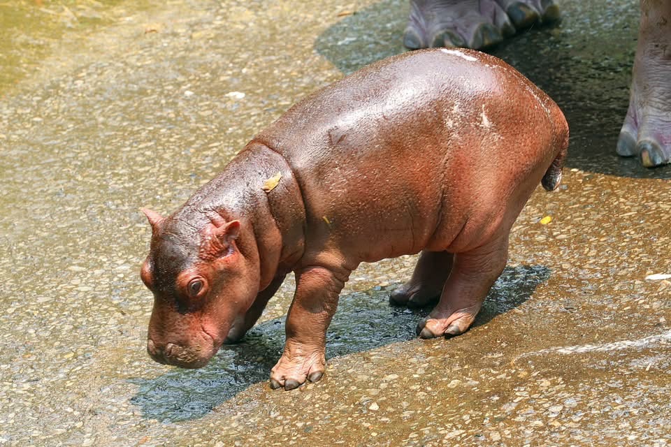 ภาพจากสวนสัตว์เชียงใหม่