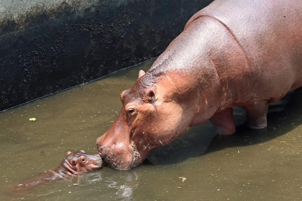 ภาพจากสวนสัตว์เชียงใหม่