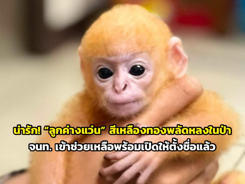 ภาพจากสำนักบริหารพื้นที่อนุรักษ์ที่ 14 ตาก