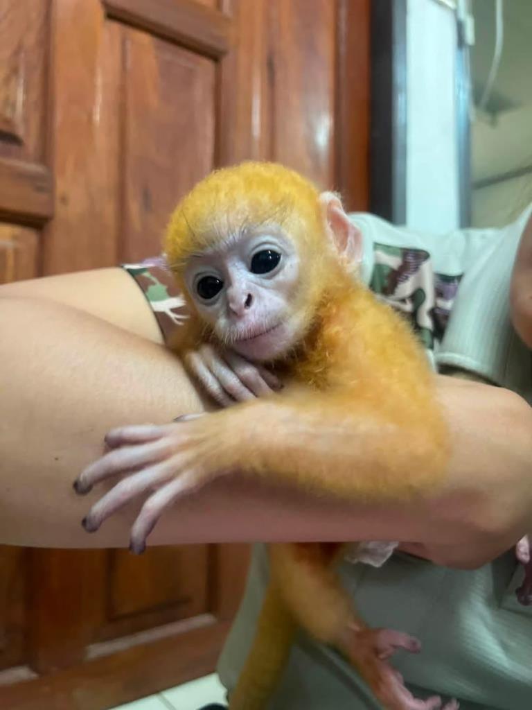 ภาพจากสำนักบริหารพื้นที่อนุรักษ์ที่ 14 ตาก