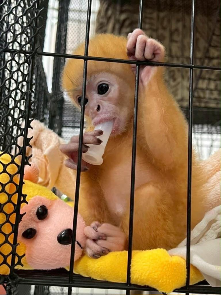 ภาพจากสำนักบริหารพื้นที่อนุรักษ์ที่ 14 ตาก