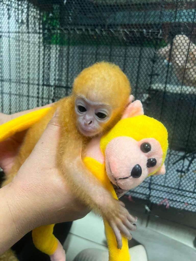 ภาพจากสำนักบริหารพื้นที่อนุรักษ์ที่ 14 ตาก