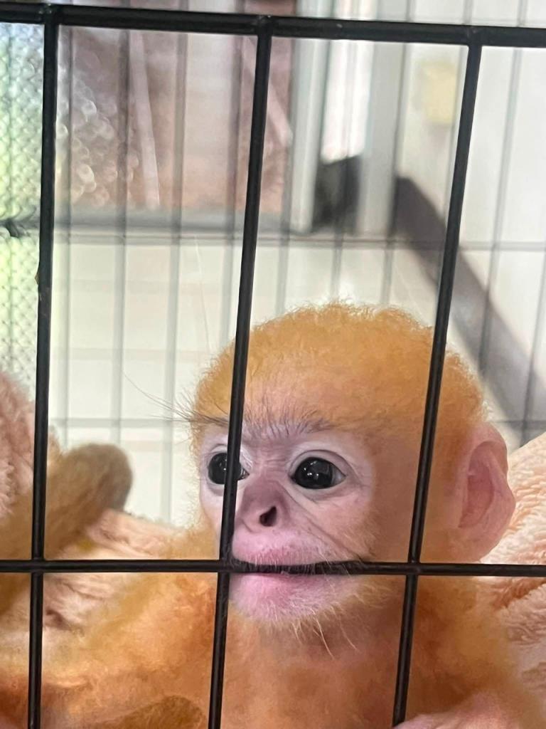 ภาพจากสำนักบริหารพื้นที่อนุรักษ์ที่ 14 ตาก