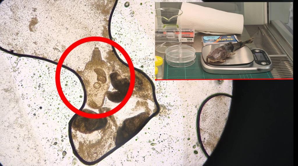 ส่องชัด! ตุ่ม “ปลาแค้น้ำโขงเชียงคาน” ตัวที่ 4 เจอทั้งพยาธิ-ไข่ รอฟันธงปนเปื้อนโลหะหนัก