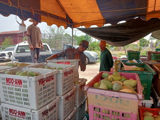 ชาวสวนมะม่วงเมืองน้ำดำอ่วม ราคาดิ่งเหวเหลือกิโลฯ3 บาท เถ้าแก่ล้งก็แบกรับต้นทุนขนส่งไม่ไหว