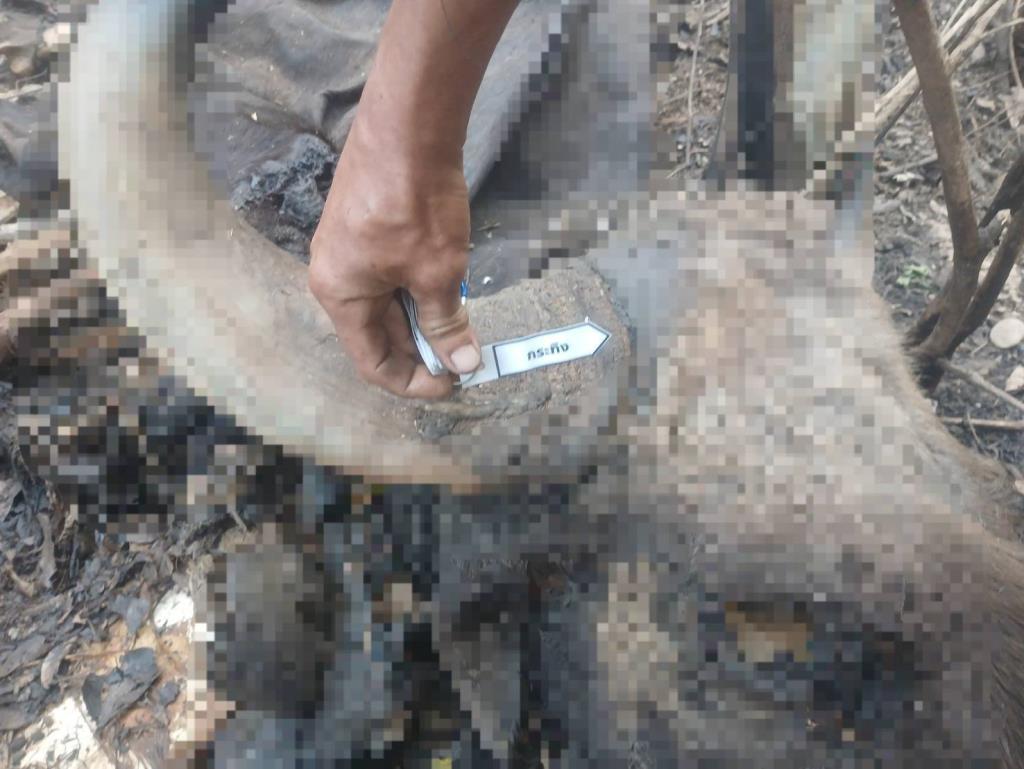 ย้อนรอย “เผาป่า-ล่ากระทิง” จบที่จับคนผิด ลงโทษขั้นเด็ดขาด