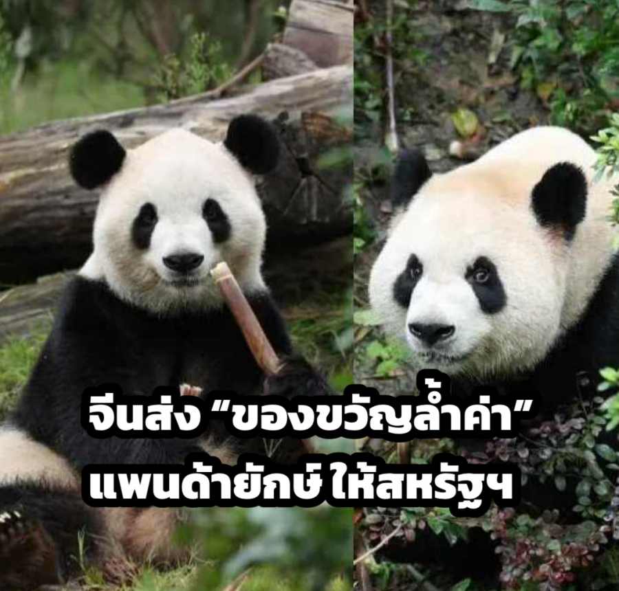    ฝูซง (ซ้าย) และ ผิงผิง (ขวา) (แฟ้มภาพศูนย์วิจัยและเพาะพันธ์แพนด้ายักษ์ เฉิงตู๗