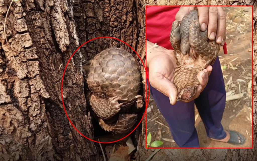 น่าเวทนามาก! พบ “ตัวนิ่ม” โดนไฟป่าถ้ำปลาเกล็ดแตก-หางกุด หนีตายซุกซอกไม้