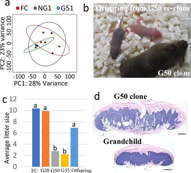  ความสามารถในการสืบพันธุ์ของหนูโคลนและลักษณะปกติของลูกหลานของหนูโคลนนิ่ง / ภาพ : nature.com 