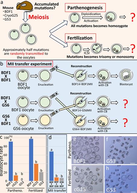 ความปกติของเซลล์ไข่ที่เก็บได้จากหนูที่โคลนนิ่งใหม่ / ภาพ : nature.com