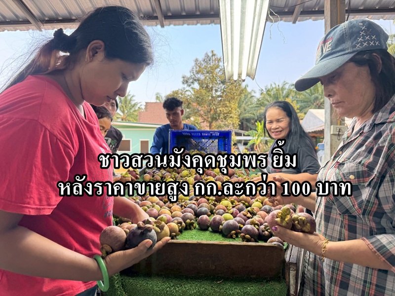 ชาวสวนมังคุดชุมพร ยิ้มไม่หุบหลังสวนราคาพุ่งกิโลกรัมกว่า 100 บาท