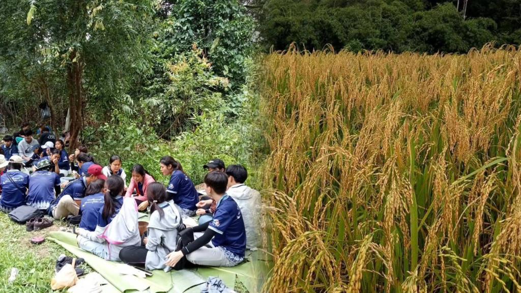 ชาวบ้านมาร่วมกันลงแขกเก็บเกี่ยวข้าว