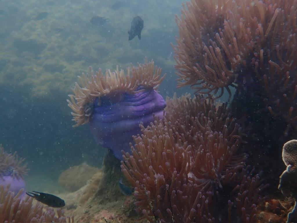 ภาพจาก กรมอุทยานแห่งชาติสัตว์ป่าและพันธุ์พืช 