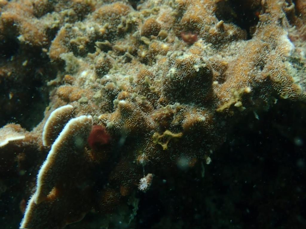 ภาพจาก กรมอุทยานแห่งชาติสัตว์ป่าและพันธุ์พืช 