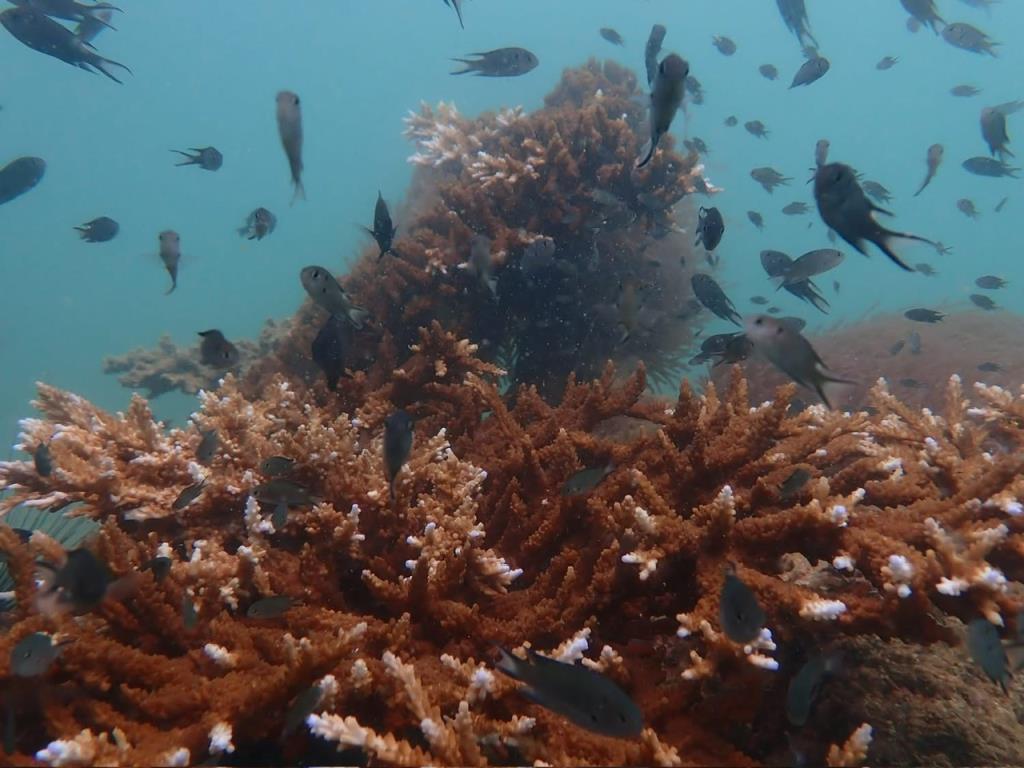 ภาพจาก กรมอุทยานแห่งชาติสัตว์ป่าและพันธุ์พืช 