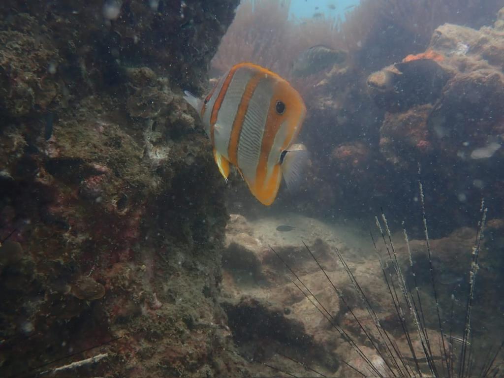 ภาพจาก กรมอุทยานแห่งชาติสัตว์ป่าและพันธุ์พืช 