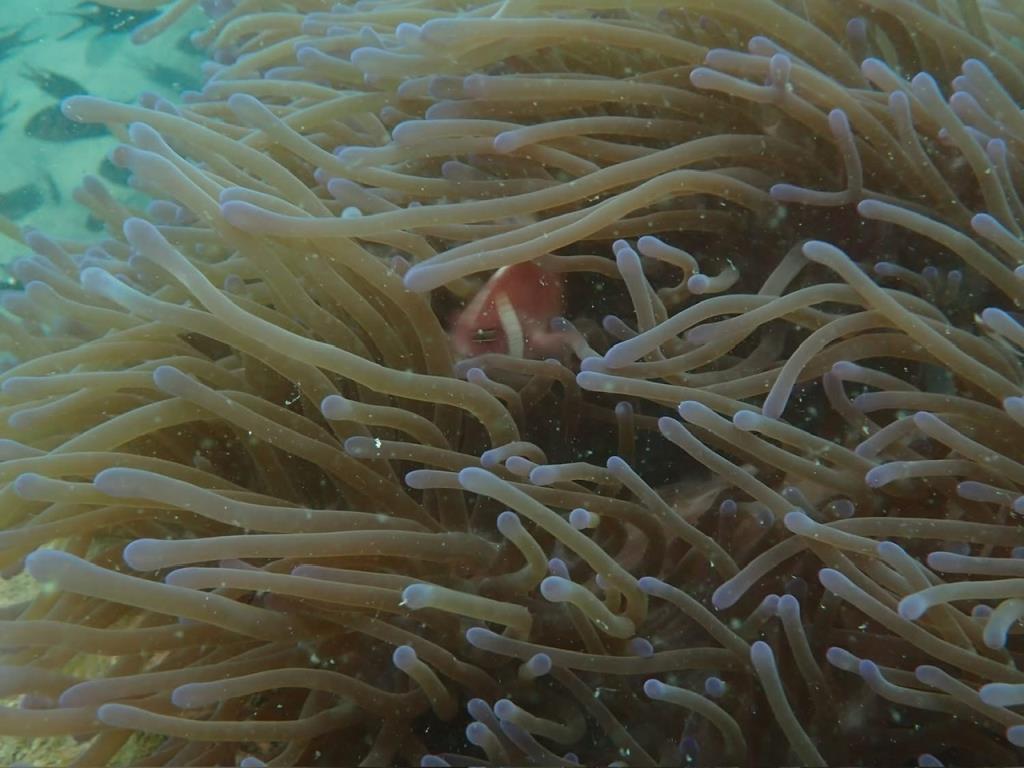 ภาพจาก กรมอุทยานแห่งชาติสัตว์ป่าและพันธุ์พืช 