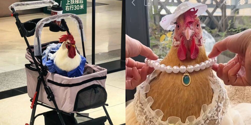 คนจีนรุ่นใหม่แห่เลี้ยง ไก่ เหมือนลูก (ภาพจาก : สื่อจีน)