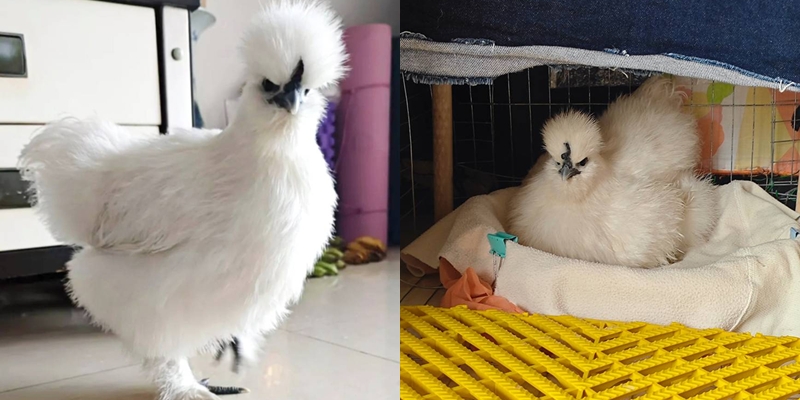 ไก่ดำไท่เหอของอาไกว้ (ภาพจาก : สื่อจีน)