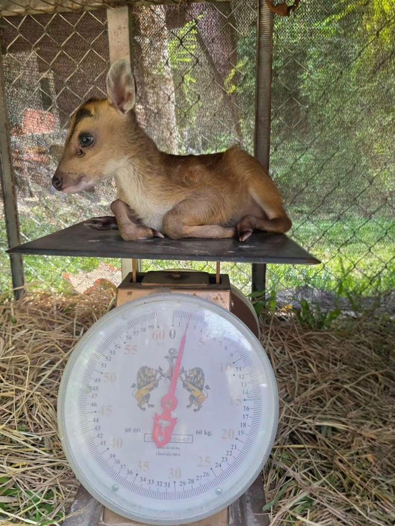 ภาพจาก อช.รามคำแหง