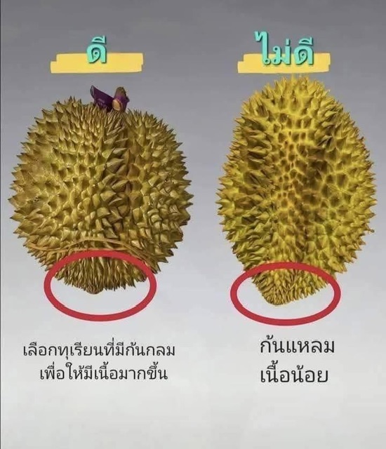 ภาพจากวัดท่าไม้