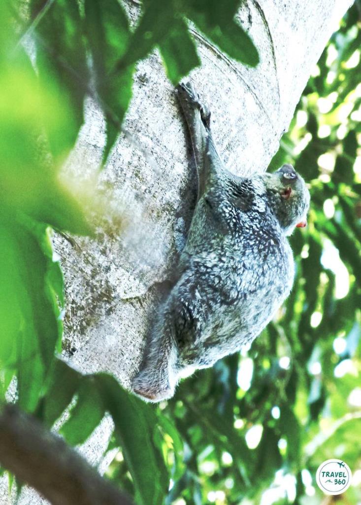 บ่าง หรือ พุงจง