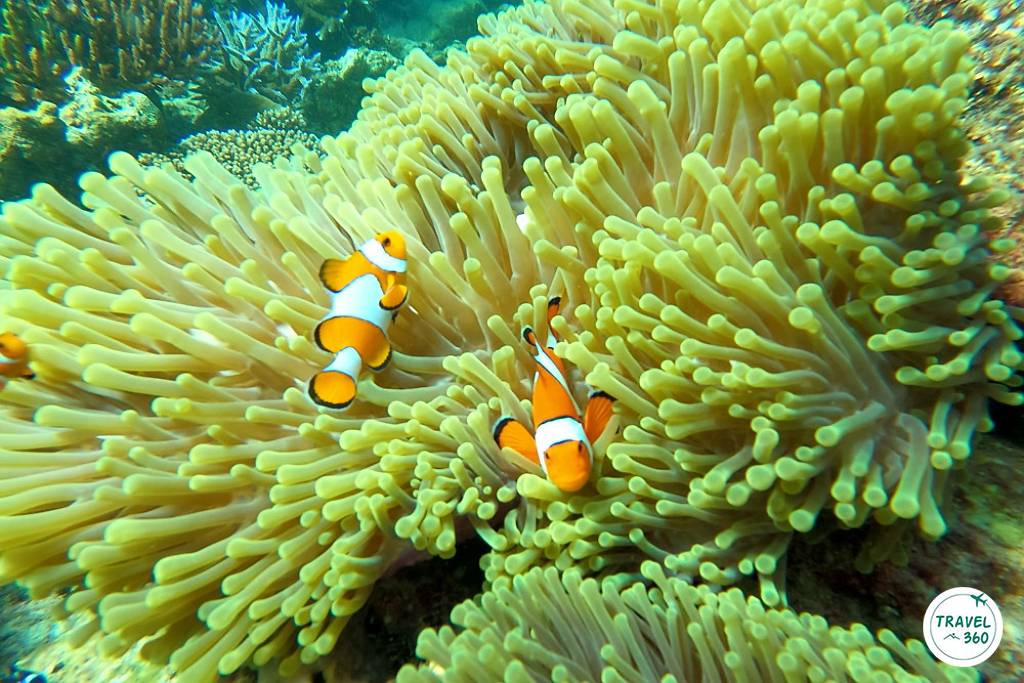 ปลาการ์ตูนส้มขาว หรือนีโม พบมากที่จุดดำน้ำอ่าวช่องขาด 