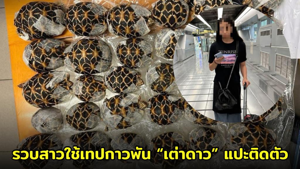 รวบหญิงต่างชาติ! คาสนามบินสุวรรณภูมิ พิสดารใช้เทปกาวพัน “เต่าดาว” แปะติดตัวหวังตบตาเจ้าหน้าที่