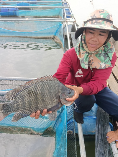 ผู้เลี้ยงปลาในกระชังเขื่อนลำปาว กำลังประสบปัญหาต้นทุนสูงจากน้ำมันแพง ทั้งยอดขายลดจากกำลังซื้อที่ลดลง