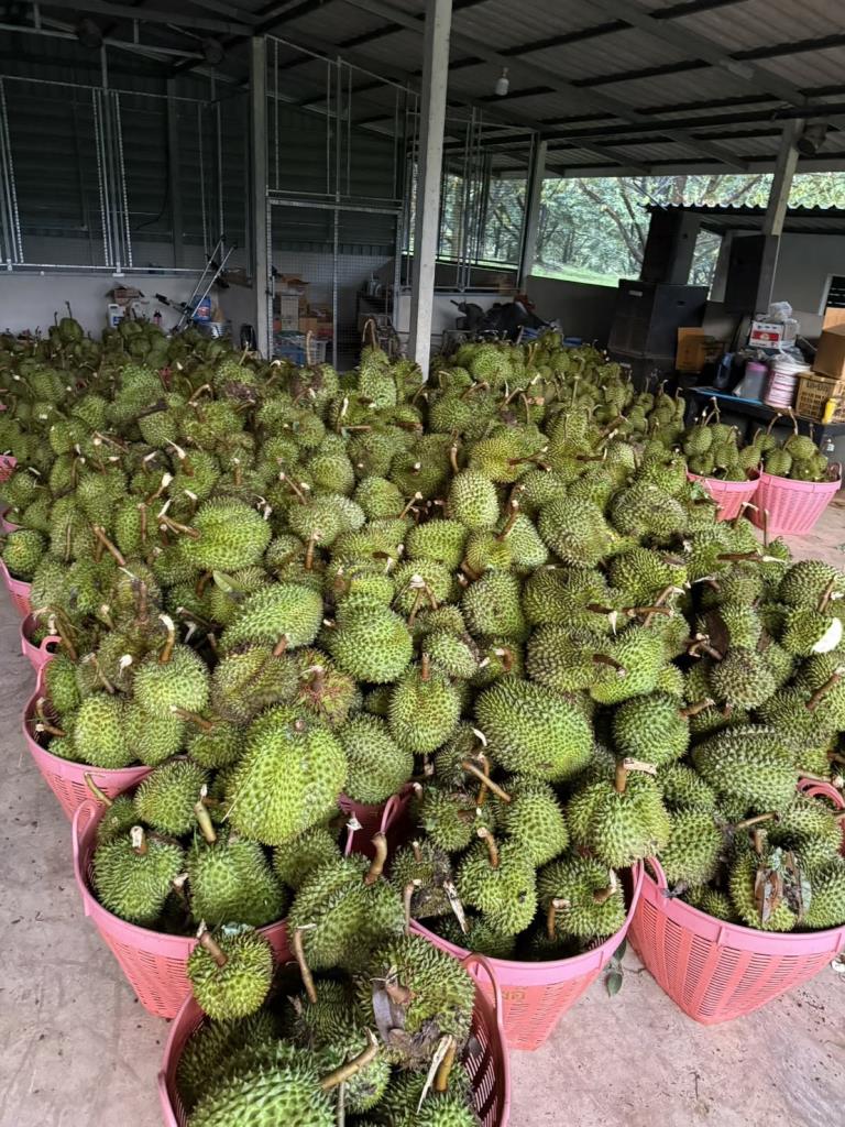 “ศุภจี”สั่งประสานผู้ประกอบการเข้าไปรับซื้อทุเรียนจันทบุรีเจอพายุถล่ม
