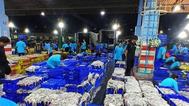 ประมงแม่กลองอ่วม! หมึกเถื่อนทะลัก กดราคาดิ่ง เรือจอดแล้ว 60% วอนรัฐคุม IUU ก่อนล่มทั้งอุตสาหกรรม