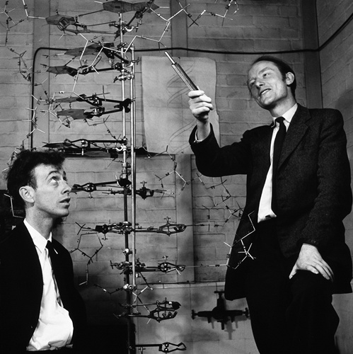 แผ่นอะลูมิเนียมที่วัตสันและคริกใช้แทนเบสทั้งสี่ในแบบจำลอง DNA / ภาพ : Science & Society Picture Library