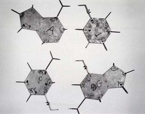 แผ่นอะลูมิเนียมที่วัตสันและคริกใช้แทนเบสทั้งสี่ในแบบจำลอง DNA / ภาพ : Science & Society Picture Library
