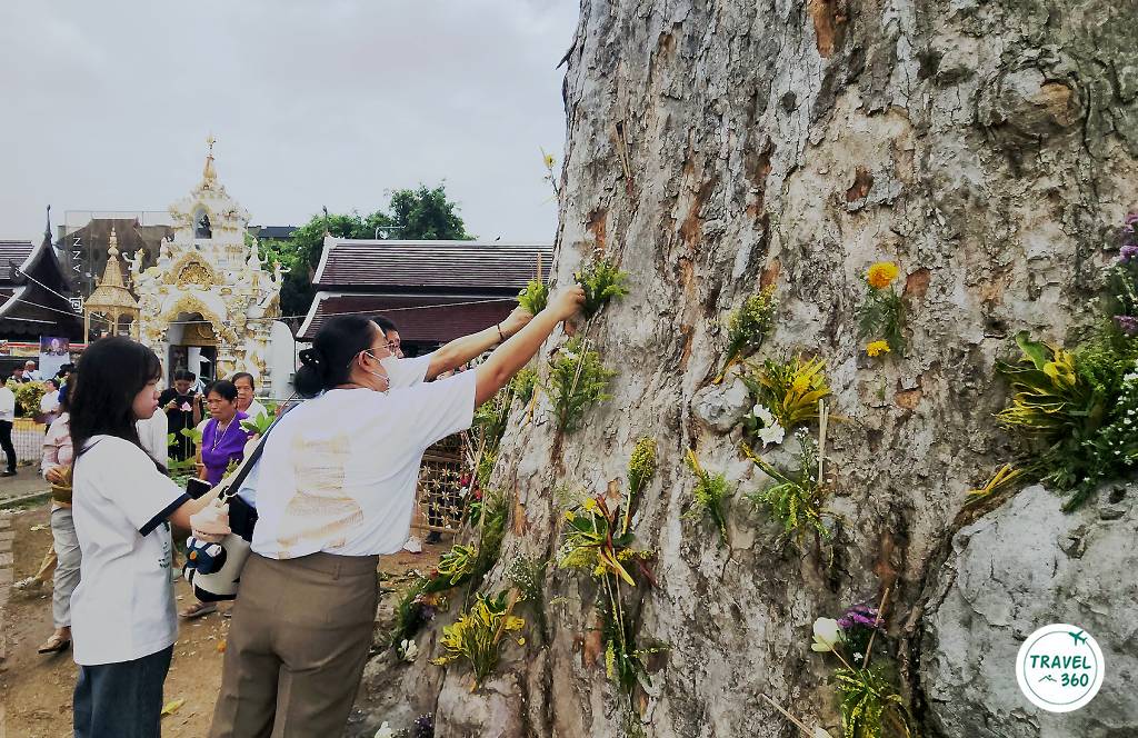 สักการะบูชาต้นไม้หมายเมือง