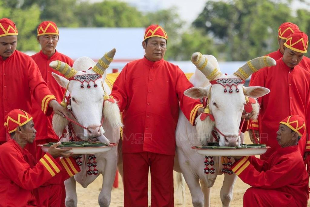 เกษตรฯ ซ้อมใหญ่พระราชพิธีพืชมงคล 2569 ย้ำความพร้อมก่อนวันไถหว่าน 13 พ.ค.