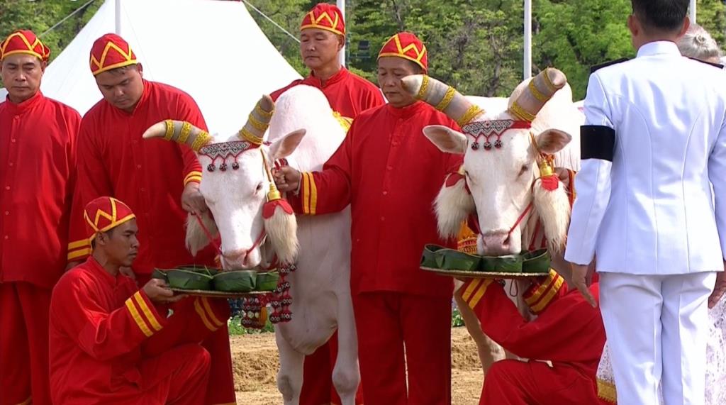 “พระยาแรกนา” เสี่ยงได้ผ้านุ่ง 6 คืบ พระโคกิน “เหล้า-ถั่วเขียว-น้ำ-หญ้า” ทำนายน้ำน้อย แต่เศรษฐกิจการค้ายังรุ่ง