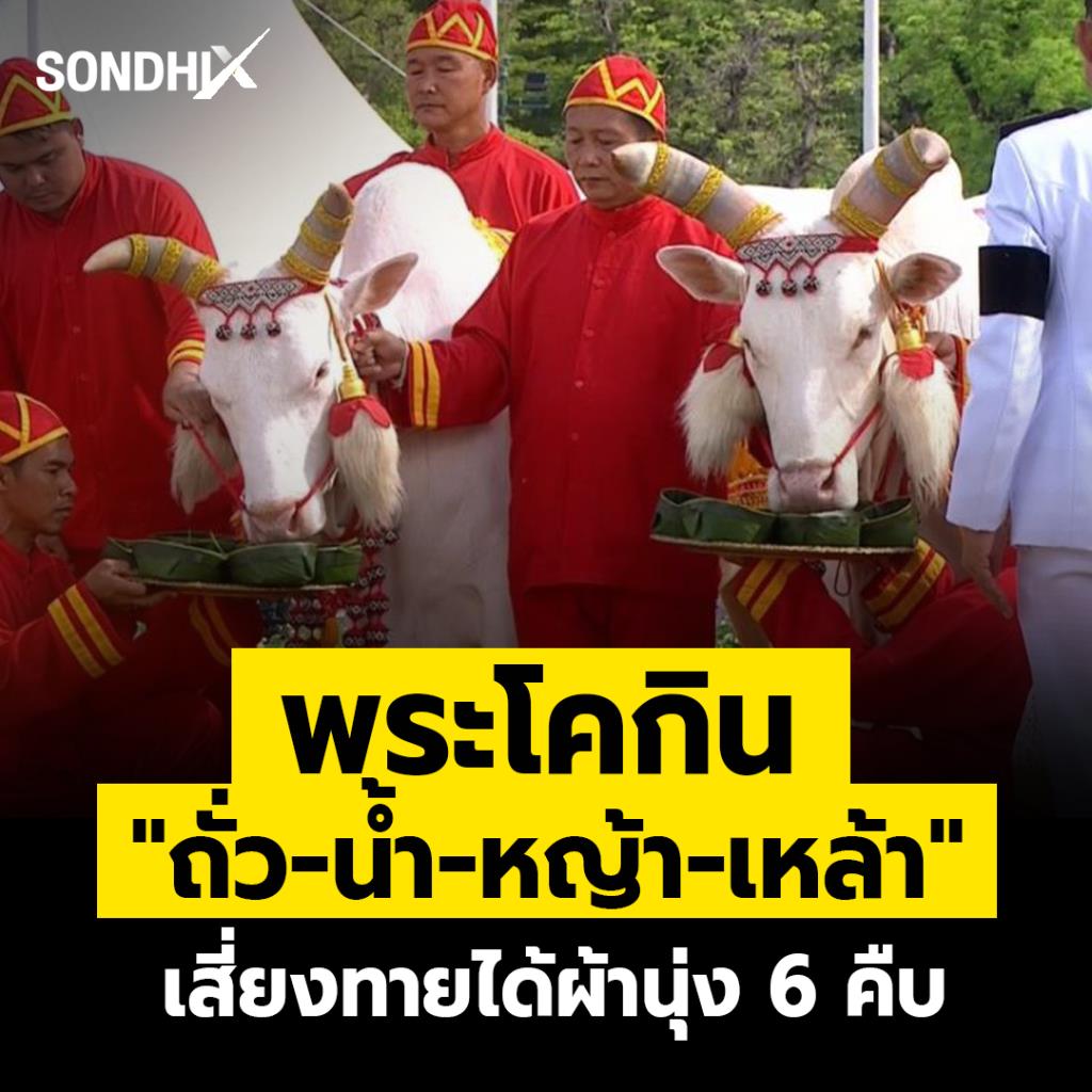 พระโคกิน "ถั่ว -น้ำ-หญ้า -เหล้า "  เสี่ยงทายได้ผ้านุ่ง 6 คืบ