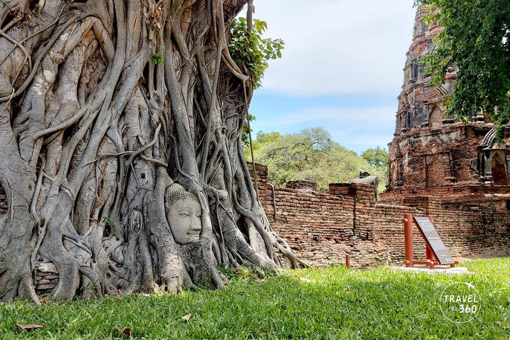เศียรพระพุทธรูปในต้นโพธิ์ วัดมหาธาตุ 
