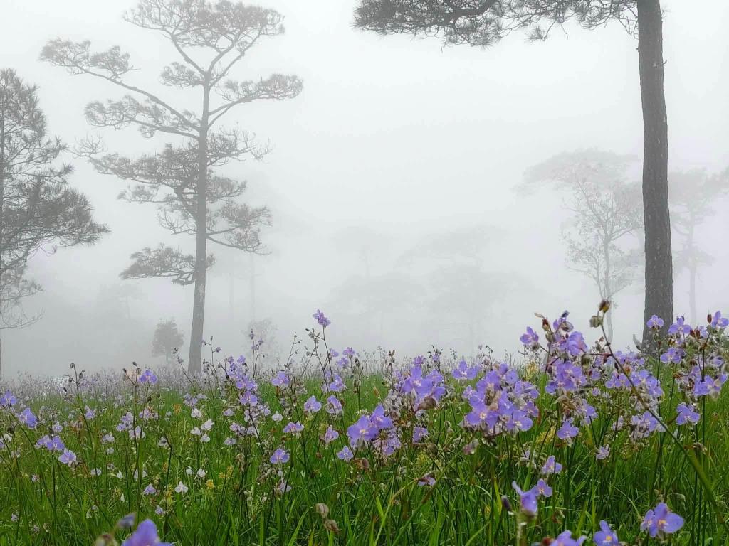 ภาพ : อุทยานแห่งชาติภูสอยดาว