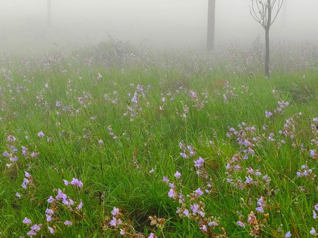 ภาพ : อุทยานแห่งชาติภูสอยดาว
