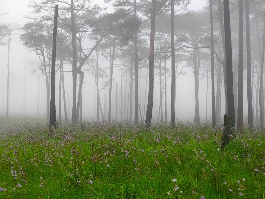 ภาพ : อุทยานแห่งชาติภูสอยดาว