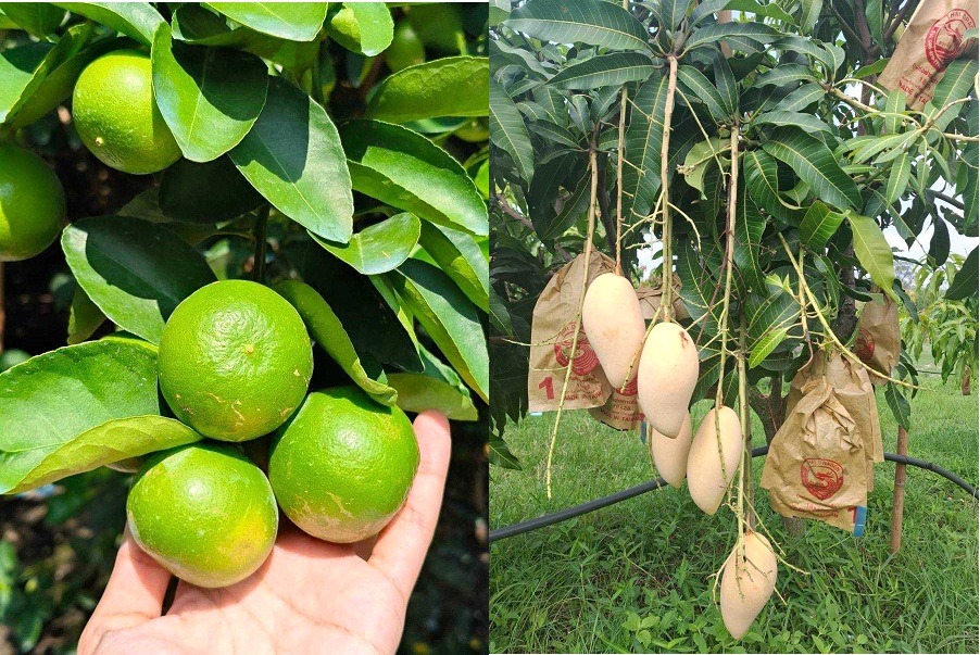 “พาณิชย์”ขึ้นทะเบียน GI มะนาวแป้นดำเนินสะดวก มะม่วงน้ำดอกไม้ราชบุรี