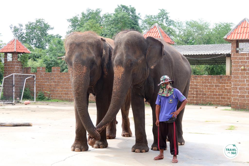 การแสดงโชว์ช้างแสนรู้