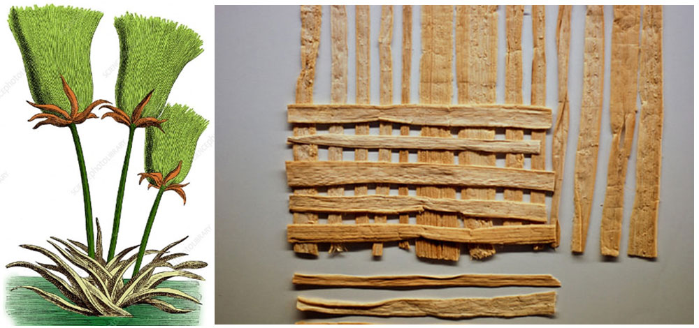 ต้นอ้อที่ใช้ทำกระดาษ papyrus ภาพจาก SCIENCE SOURCE / SCIENCE PHOTO LIBRARY และ www.worldhistory.org