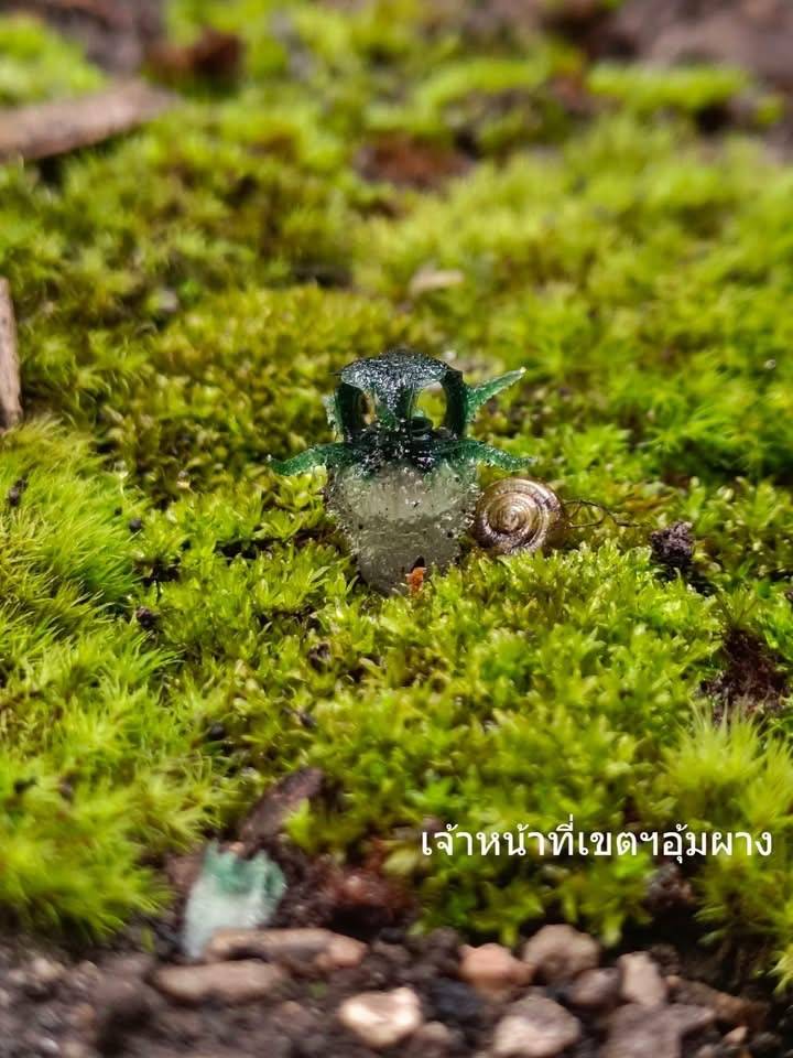 พิศวงตานกฮูก (ภาพจาก เขตรักษาพันธุ์สัตว์ป่าอุ้มผาง) 