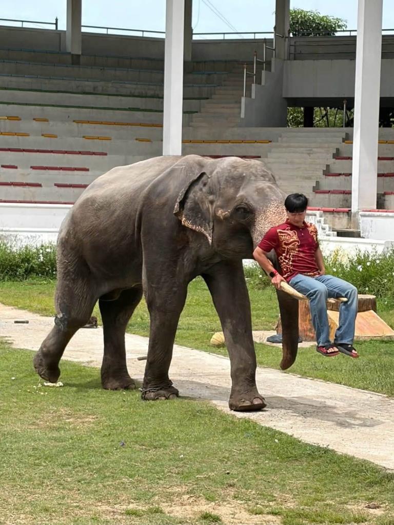 โชว์ช้างแสนรู้ (ภาพจาก : เพจ ฟาร์มจระเข้และสวนสัตว์ สมุทรปราการ-Samutprakan crocodile farm&zoo Thailand)